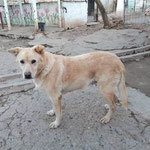 LOAH, Hund, Mischlingshund in Spanien - Bild 3
