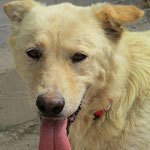 LOAH, Hund, Mischlingshund in Spanien - Bild 5