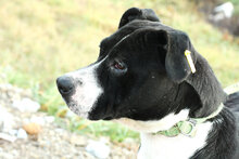 CHEYENA, Hund, Staffordshire Bull Terrier-Mix in Kroatien - Bild 7