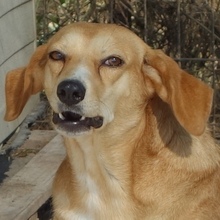 ROMA, Hund, Mischlingshund in Griechenland - Bild 1