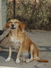 ROMA, Hund, Mischlingshund in Griechenland - Bild 3
