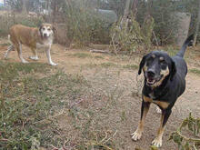 MIRANA, Hund, Mischlingshund in Backnang - Bild 10