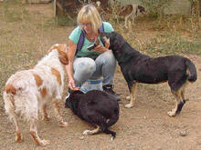 MIRANA, Hund, Mischlingshund in Backnang - Bild 12