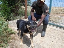 MIRANA, Hund, Mischlingshund in Backnang - Bild 14