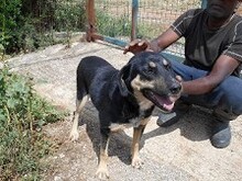 MIRANA, Hund, Mischlingshund in Backnang - Bild 15