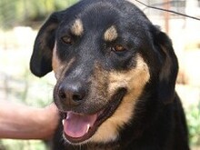 MIRANA, Hund, Mischlingshund in Backnang - Bild 18