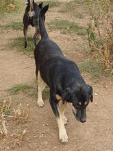 MIRANA, Hund, Mischlingshund in Backnang - Bild 21