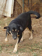 MIRANA, Hund, Mischlingshund in Backnang - Bild 23