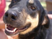 MIRANA, Hund, Mischlingshund in Backnang - Bild 27