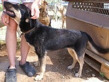MIRANA, Hund, Mischlingshund in Backnang - Bild 28