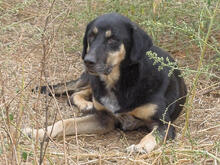 MIRANA, Hund, Mischlingshund in Backnang - Bild 4