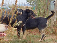 MIRANA, Hund, Mischlingshund in Backnang - Bild 5