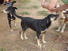 MIRANA, Hund, Mischlingshund in Backnang - Bild 7