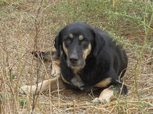 MIRANA, Hund, Mischlingshund in Backnang - Bild 8
