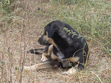 MIRANA, Hund, Mischlingshund in Backnang - Bild 9