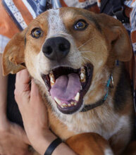 RUDY, Hund, Mischlingshund in Bulgarien - Bild 1