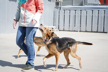 RUDY, Hund, Mischlingshund in Bulgarien - Bild 2