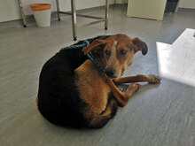 RUDY, Hund, Mischlingshund in Bulgarien - Bild 3