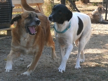 ELENITA, Hund, Mischlingshund in Sehnde - Bild 7