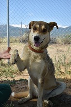 MILOU, Hund, Mischlingshund in Griechenland - Bild 2