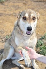 MILOU, Hund, Mischlingshund in Griechenland - Bild 3