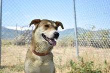 MILOU, Hund, Mischlingshund in Griechenland - Bild 4