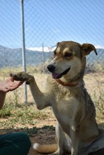 MILOU, Hund, Mischlingshund in Griechenland - Bild 6