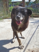 ATHINOULA, Hund, Mischlingshund in Griechenland - Bild 1