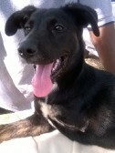 ATHINOULA, Hund, Mischlingshund in Griechenland - Bild 15