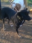 ATHINOULA, Hund, Mischlingshund in Griechenland - Bild 3