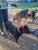 ATHINOULA, Hund, Mischlingshund in Griechenland - Bild 4