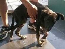ATHINOULA, Hund, Mischlingshund in Griechenland - Bild 9