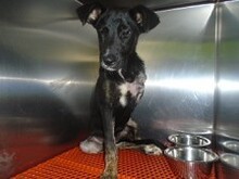ATHINOULA, Hund, Mischlingshund in Stuttgart - Bild 10