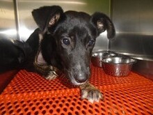 ATHINOULA, Hund, Mischlingshund in Stuttgart - Bild 12