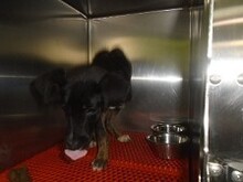 ATHINOULA, Hund, Mischlingshund in Stuttgart - Bild 13