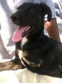 ATHINOULA, Hund, Mischlingshund in Stuttgart - Bild 16