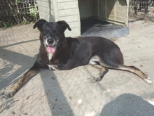 ATHINOULA, Hund, Mischlingshund in Stuttgart - Bild 19