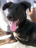 ATHINOULA, Hund, Mischlingshund in Stuttgart - Bild 2