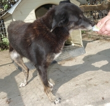 ATHINOULA, Hund, Mischlingshund in Stuttgart - Bild 20