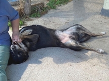 ATHINOULA, Hund, Mischlingshund in Stuttgart - Bild 22