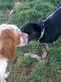 ATHINOULA, Hund, Mischlingshund in Stuttgart - Bild 5
