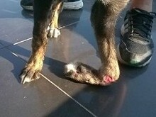 ATHINOULA, Hund, Mischlingshund in Stuttgart - Bild 8