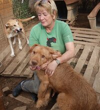 ARRI, Hund, Mischlingshund in Griechenland - Bild 12