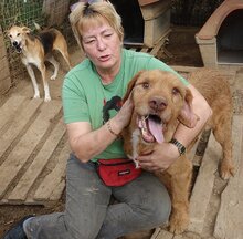 ARRI, Hund, Mischlingshund in Griechenland - Bild 14