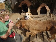 ARRI, Hund, Mischlingshund in Griechenland - Bild 16