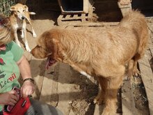 ARRI, Hund, Mischlingshund in Griechenland - Bild 19