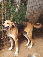 ARRI, Hund, Mischlingshund in Griechenland - Bild 2