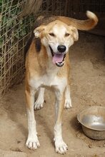 ARRI, Hund, Mischlingshund in Griechenland - Bild 4