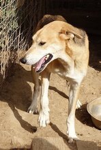 ARRI, Hund, Mischlingshund in Griechenland - Bild 5