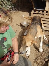 ARRI, Hund, Mischlingshund in Griechenland - Bild 7